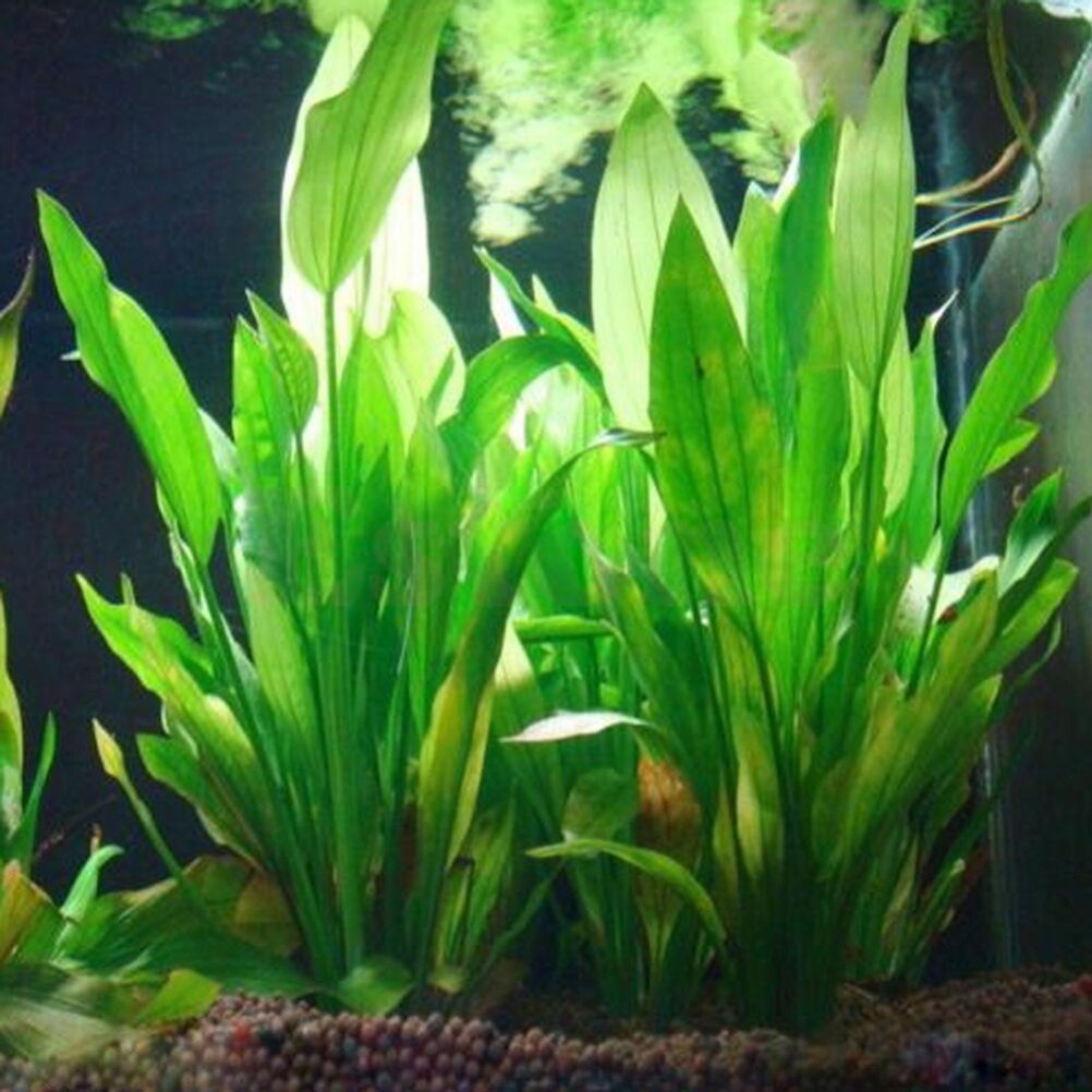 Artificial Aquário Decor Plant - Dry Herb Vaping Accessories avaliação e preço